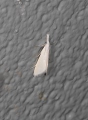 Patissa stenopteralis