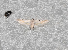 Parapoynx dentizonalis