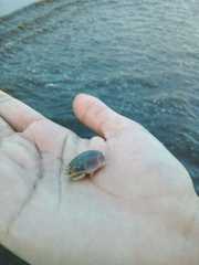 Emerita brasiliensis