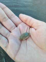 Emerita brasiliensis