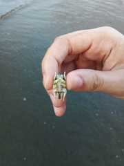 Emerita brasiliensis