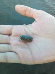 Emerita brasiliensis