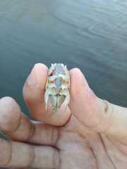 Emerita brasiliensis