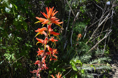 Castilleja subinclusa