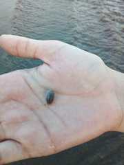 Emerita brasiliensis