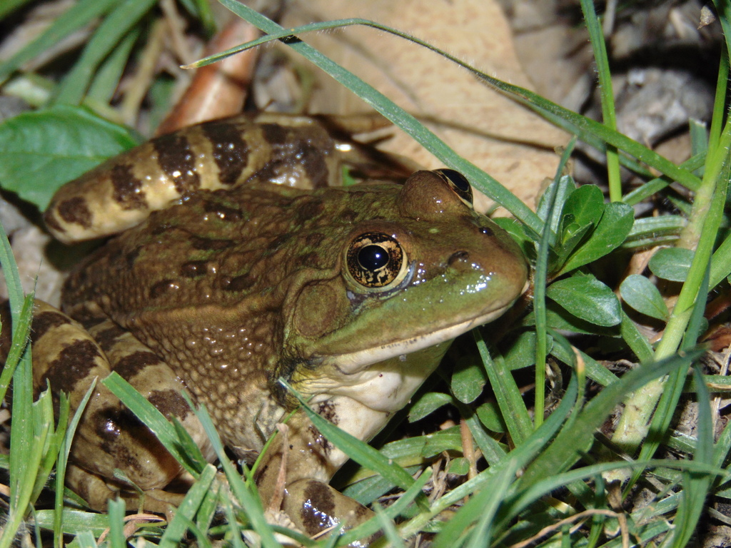 Montezuma Leopard Frog
