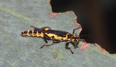 Chauliognathus sydneyanus