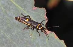 Chauliognathus sydneyanus