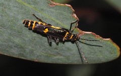 Chauliognathus sydneyanus