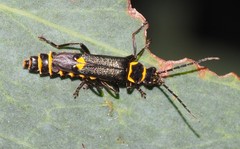 Chauliognathus sydneyanus