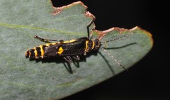 Chauliognathus sydneyanus