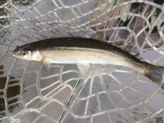 Prototroctes maraena