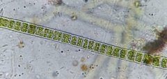 Ulothrix