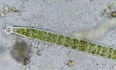 Ulothrix