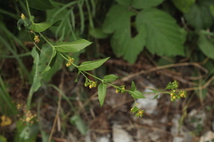 Vincetoxicum rehmannii