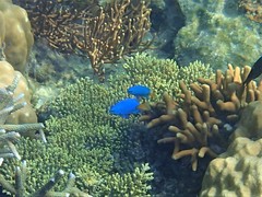 Chrysiptera parasema