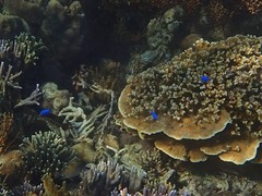 Chrysiptera parasema