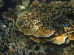 Chrysiptera parasema