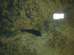 Glossiphoniidae
