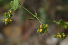 Vincetoxicum rehmannii