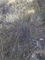 Aciphylla squarrosa squarrosa
