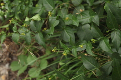 Vincetoxicum rehmannii