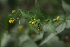 Vincetoxicum rehmannii