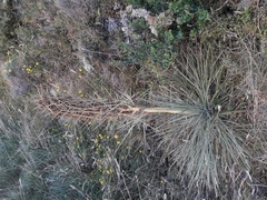 Aciphylla squarrosa squarrosa