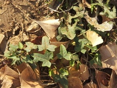 Calystegia hederacea