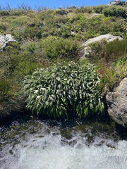 Celmisia sericophylla