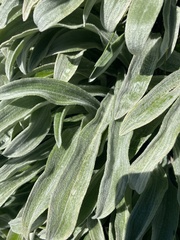 Celmisia sericophylla