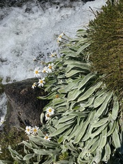 Celmisia sericophylla