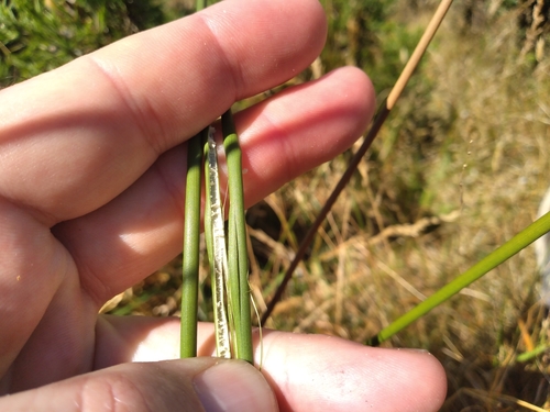 Image of Juncus australis by (c) Leon Perrie, some rights reserved (CC BY)