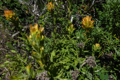 Castilleja wightii