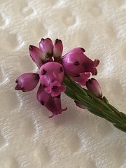 Erica rhopalantha