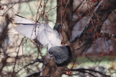 Columba livia