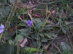 Viola prionantha