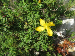 Hypericum balearicum