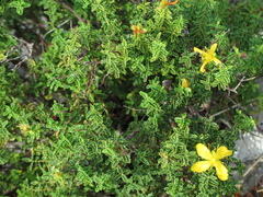 Hypericum balearicum