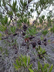 Xylococcus bicolor