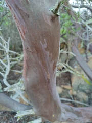 Xylococcus bicolor