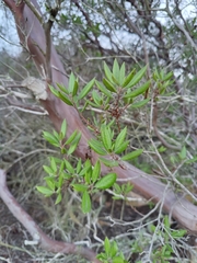 Xylococcus bicolor