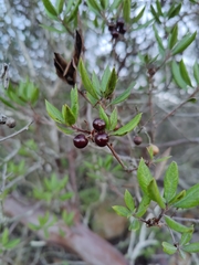 Xylococcus bicolor