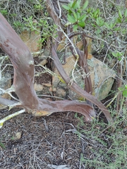 Xylococcus bicolor