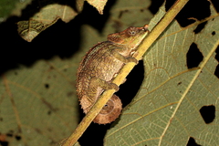 Calumma crypticum
