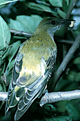 Oriolus auratus