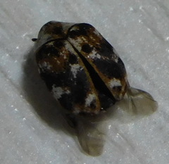 Anthrenus picturatus