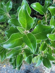 Brachyglottis buchananii