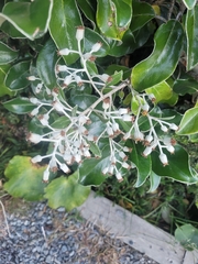 Brachyglottis buchananii