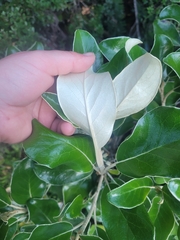 Brachyglottis buchananii
